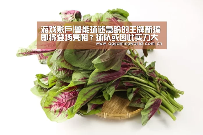 游戏账户|鲁能球迷急盼的王牌新援即将登场亮相?球队或因此实力大增(图2) ag真人注册